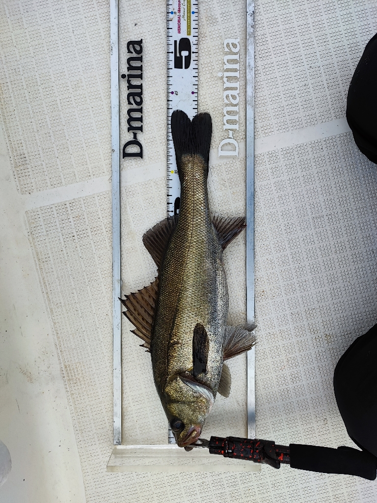 レンタルボートで運河シーバス