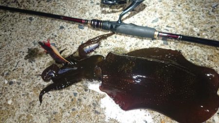 対馬エギング釣果