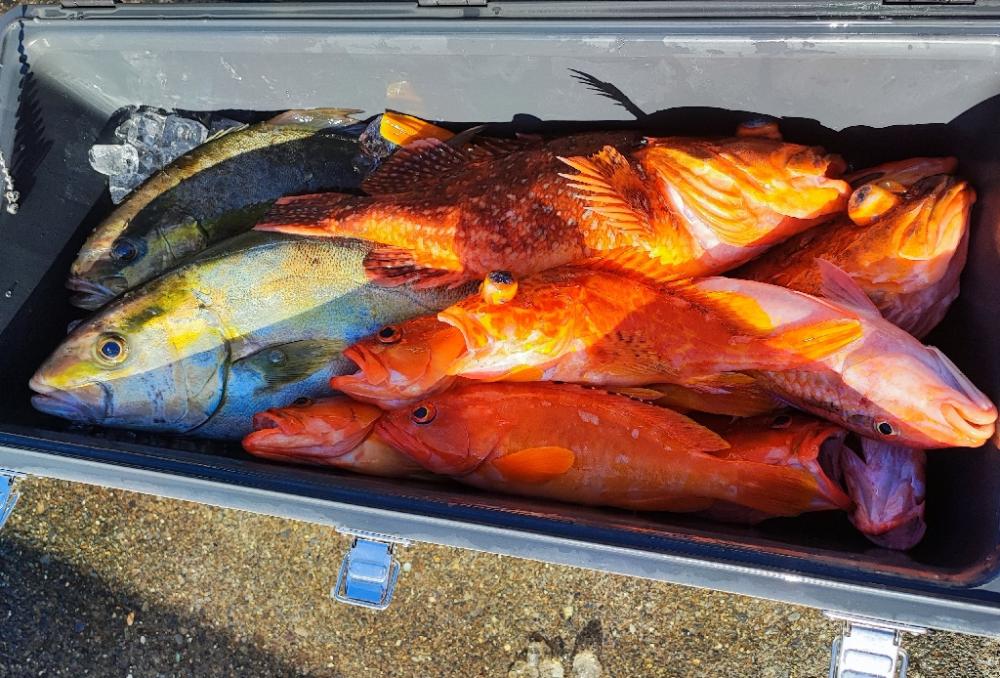 南伊豆でロックフィッシュジギング