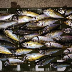 豆アジング@南港