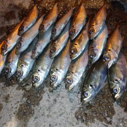 今夜も厳しかった