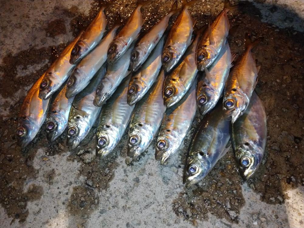 今夜も厳しかった