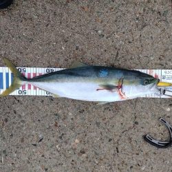 隠岐の島で沖一文字