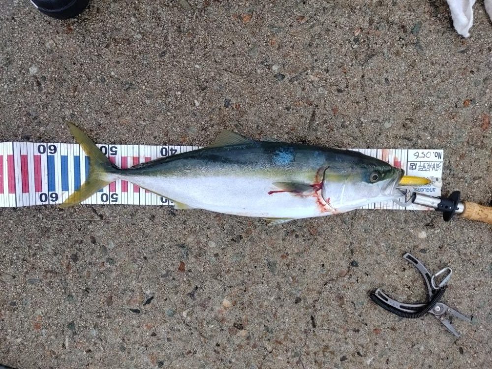 隠岐の島で沖一文字