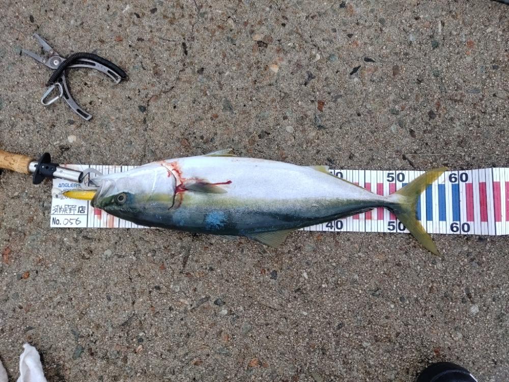 隠岐の島で沖一文字