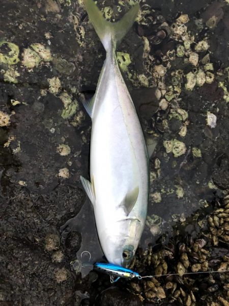 ニューロッドには物足りない