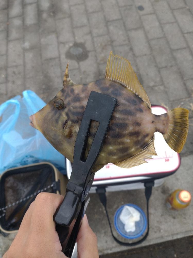 南港シーサイドコスモ