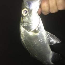 雨降ったらセイゴ!