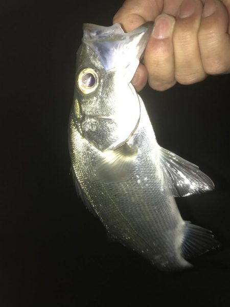 雨降ったらセイゴ！