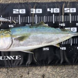 久しぶりのメジロ