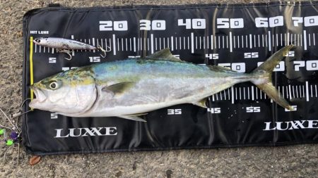 久しぶりのメジロ