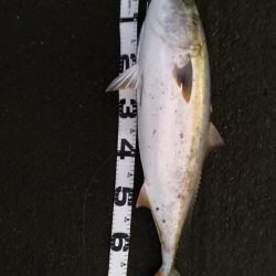 ショアジギングで鰤足らず