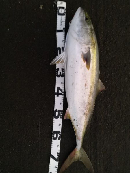 ショアジギングで鰤足らず