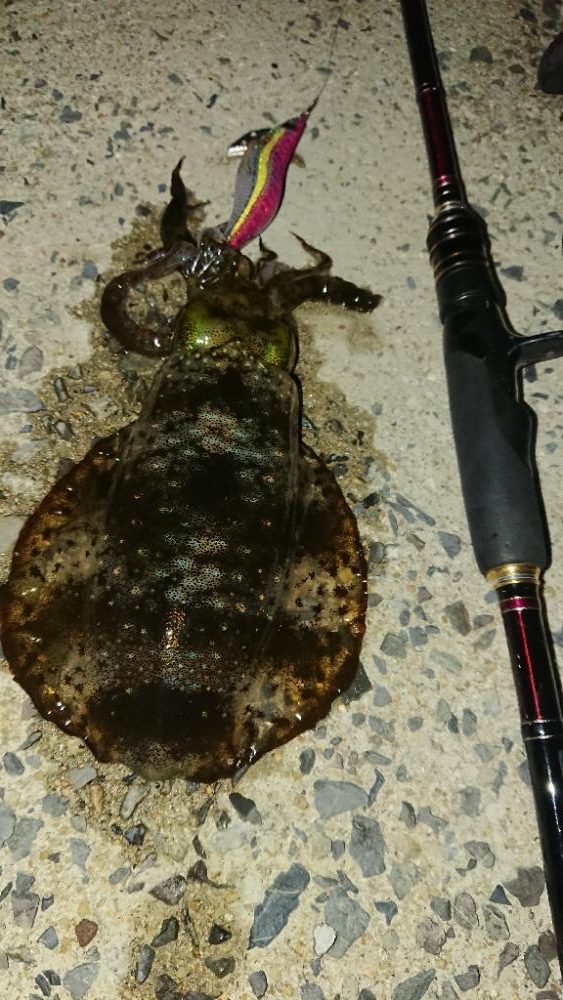 対馬エギング釣果