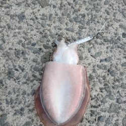 えっ❗コウイカ⁉…