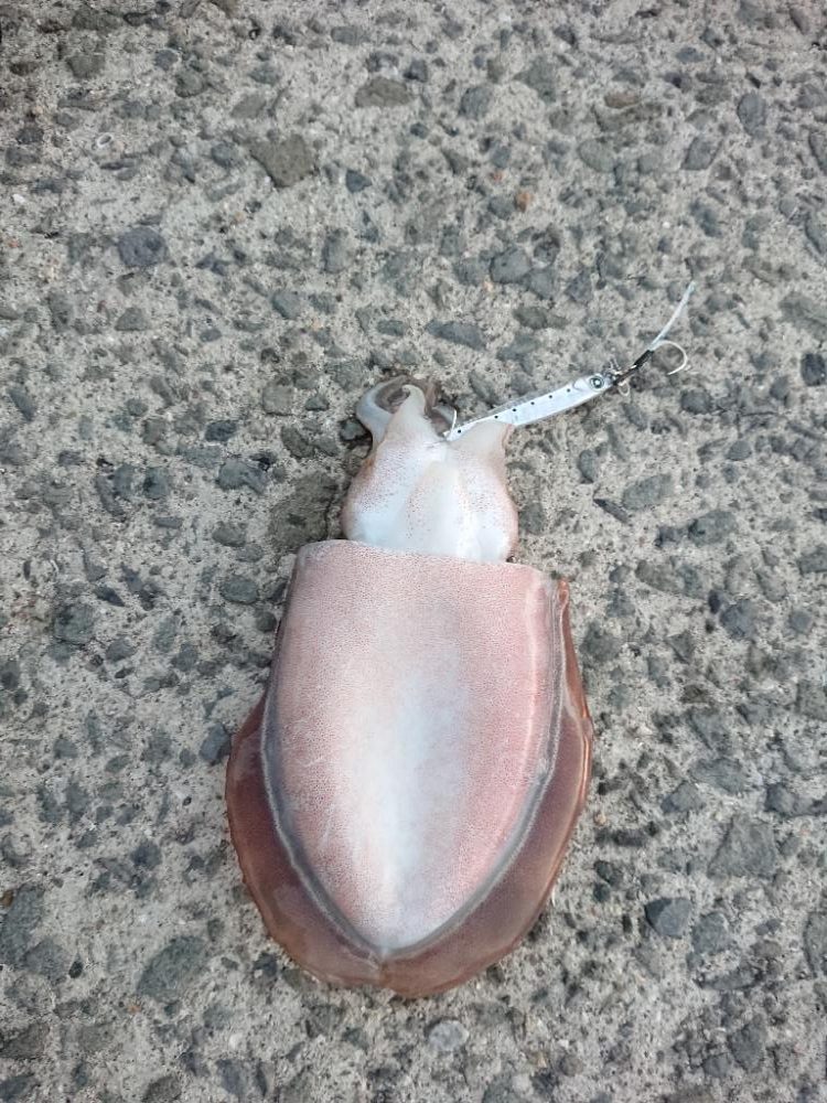 えっ❗コウイカ⁉️