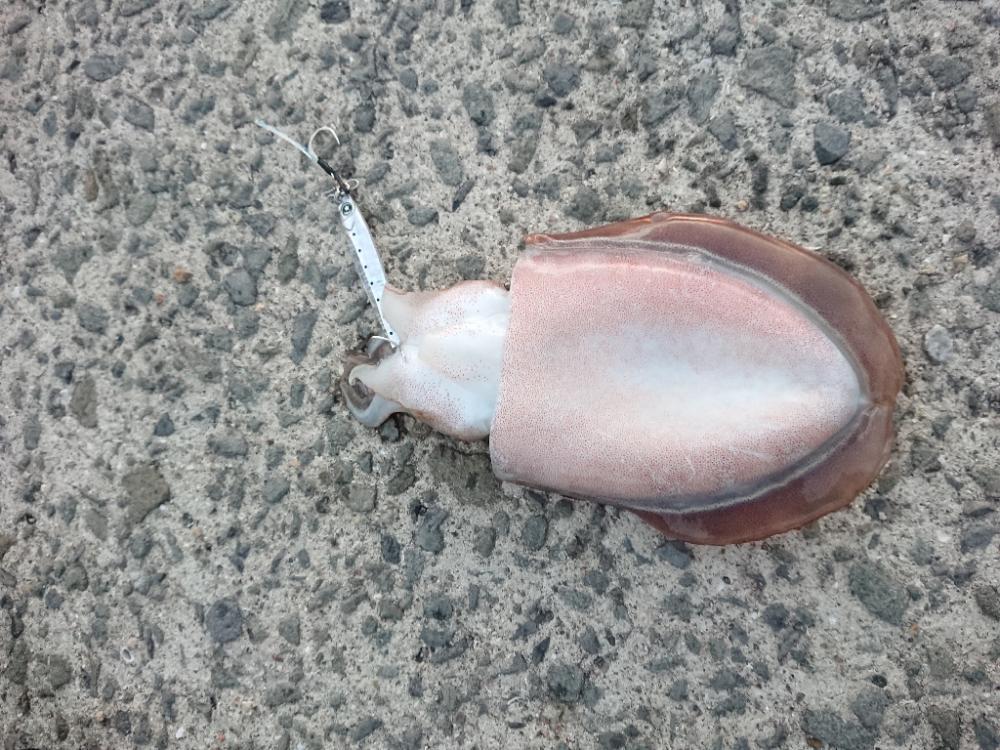 えっ❗コウイカ⁉…
