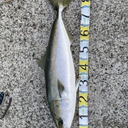 ブリ連続釣果あり