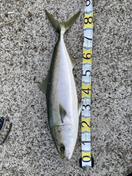 ブリ連続釣果あり