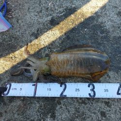 アジの泳がせ釣り