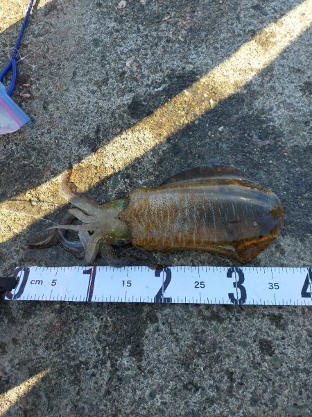 アジの泳がせ釣り