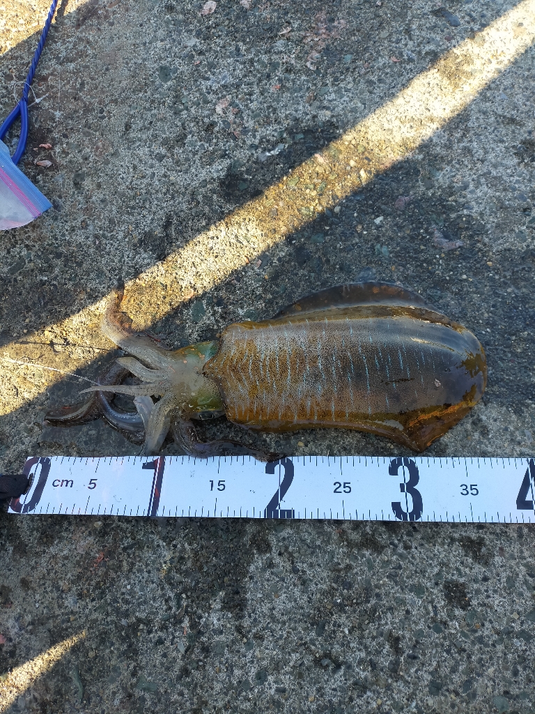 アジの泳がせ釣り