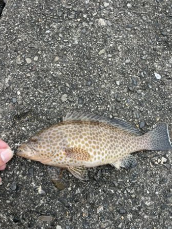 ライトゲーム？