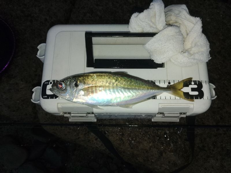 (尺アジ)フロートゲーム～