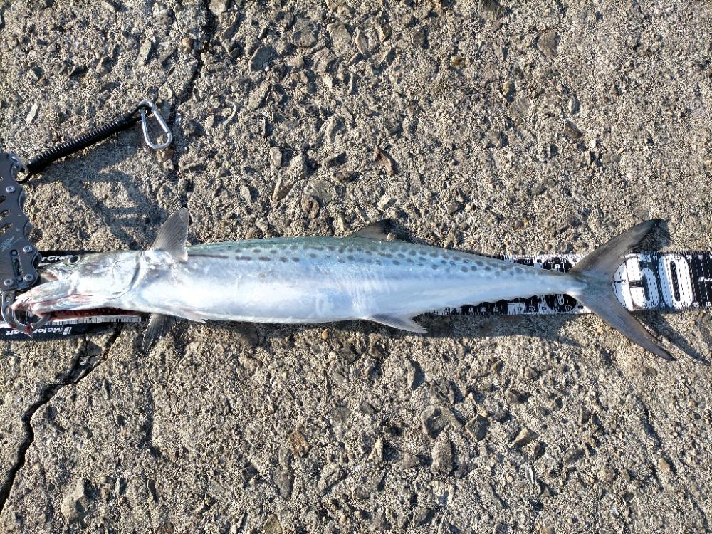 今日はサゴシでした ☺