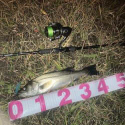 セイゴ2匹でした。