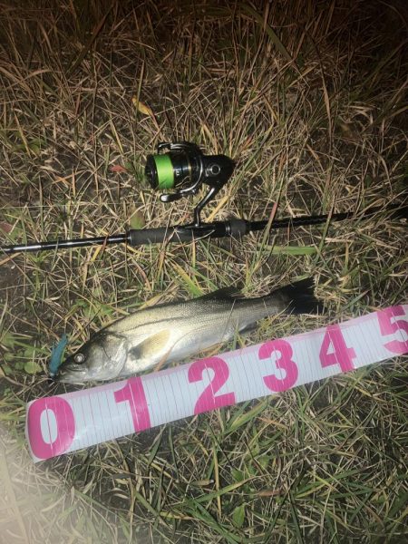 セイゴ2匹でした。