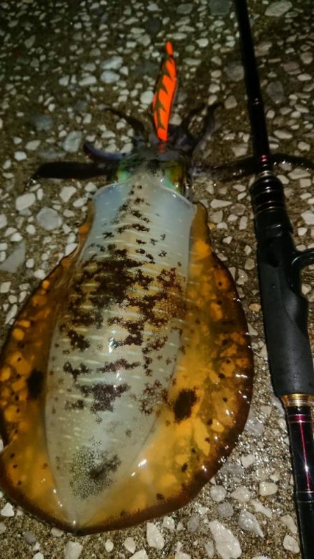 対馬エギング釣果