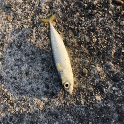 アジング釣行