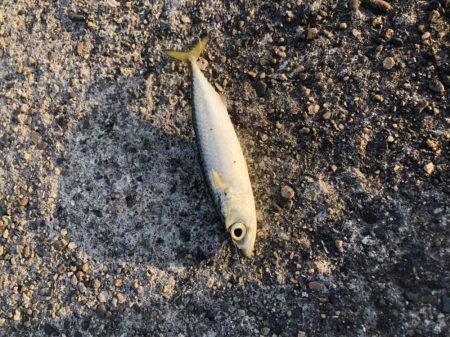 アジング釣行