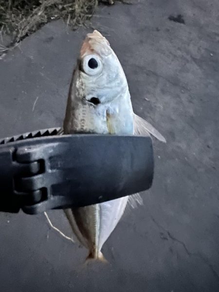 昨日と同じ場所で