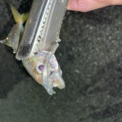 豆アジからちょっと成長