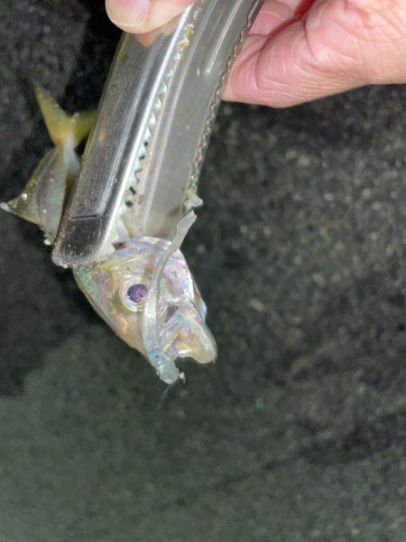 豆アジからちょっと成長