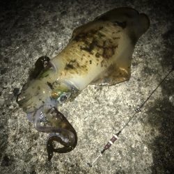 ヤエンでアオリイカ7杯GET