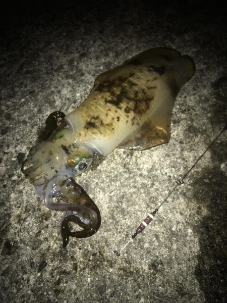 ヤエンでアオリイカ7杯GET