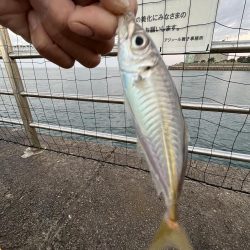 アジさん発見　カレイは不明