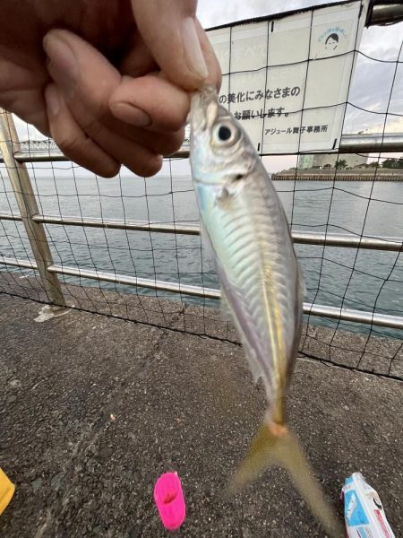 アジさん発見　カレイは不明