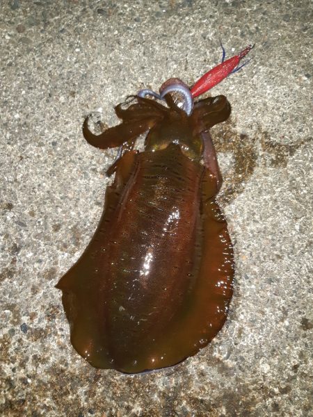 イカの気持ち７