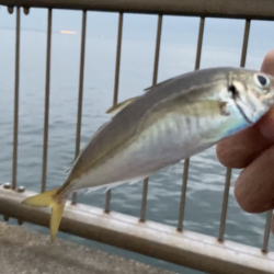 アジ釣り