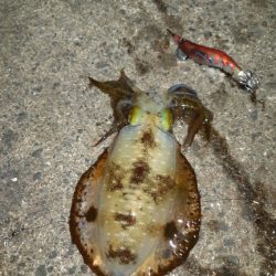 イカの気持ち８