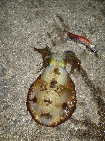 イカの気持ち８