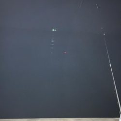 ご無沙タチウオ