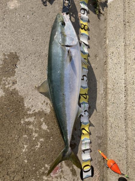 飲ませ釣れています