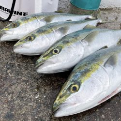 今日もメジロ連発