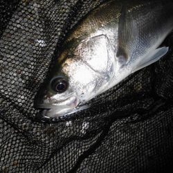 8ポンドのリーダーでないと喰わないのか？