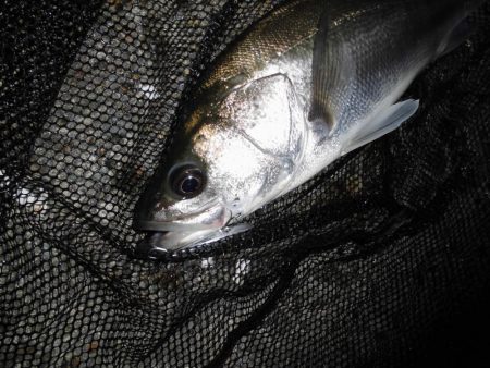 8ポンドのリーダーでないと喰わないのか？